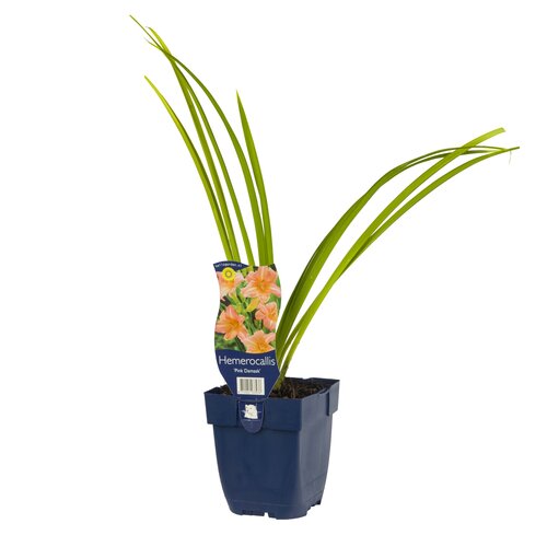 Hemerocallis 'Pink Damask', in 11cm-pot