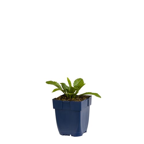 Leucanthemum 'Broadway Lights', in 11cm-pot