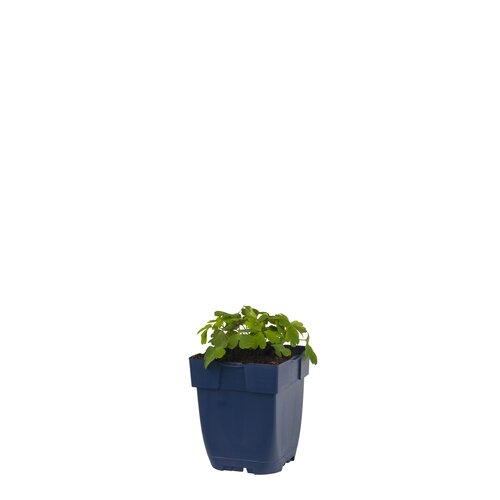 Hello Garden Heuchera Caramel vaste plant
