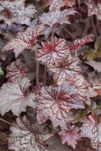 Hello Garden Heuchera micrantha Palace Purple vaste plant - afbeelding 4