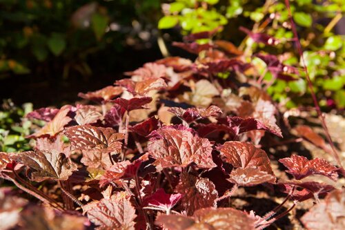 Hello Garden Heuchera micrantha Palace Purple vaste plant - afbeelding 2