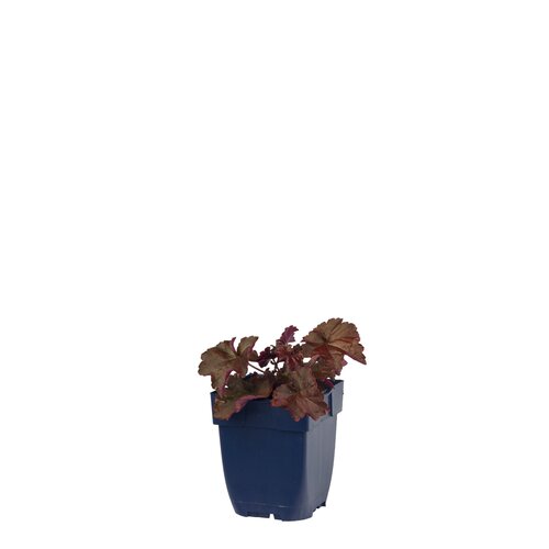 Hello Garden Heuchera micrantha Palace Purple vaste plant - afbeelding 1
