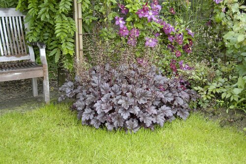 Hello Garden Heuchera micrantha Palace Purple vaste plant - afbeelding 5