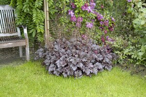 Hello Garden Heuchera micrantha Palace Purple vaste plant - afbeelding 5