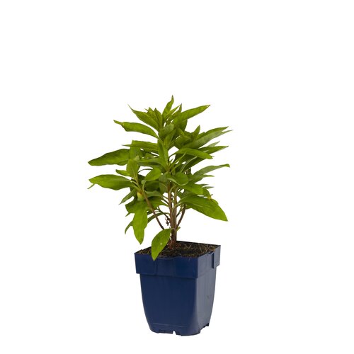 Lysimachia clethroides, in 11cm-pot