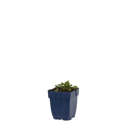 Erodium reichardii 'Album', in 11cm-pot - afbeelding 1