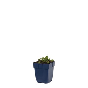 Erodium reichardii 'Album', in 11cm-pot - afbeelding 1