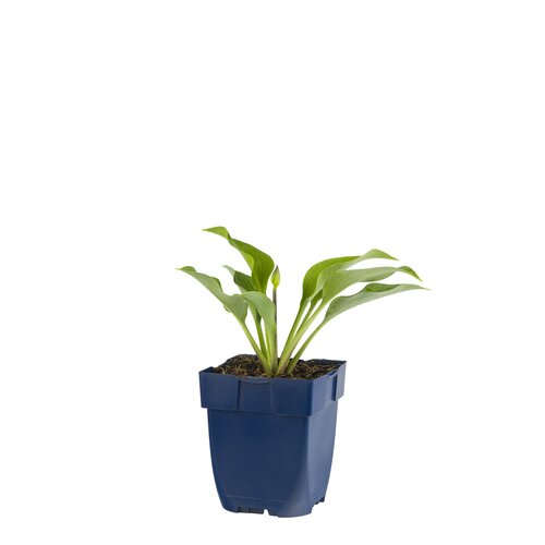 Hosta 'Blue Cadet', in 11cm-pot - afbeelding 1