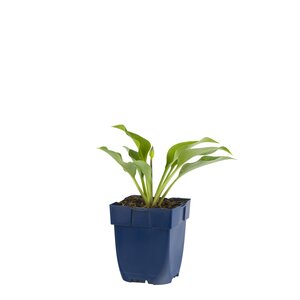 Hosta 'Blue Cadet', in 11cm-pot - afbeelding 1