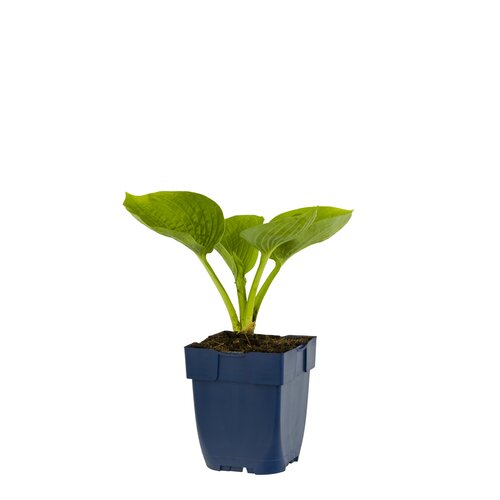 Hosta 'Blue Cadet', in 11cm-pot - afbeelding 2
