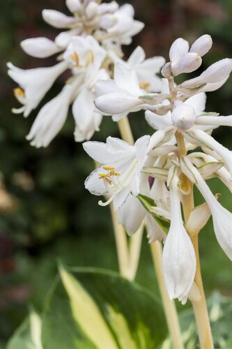 Hello Garden Hosta 'Great Expectations' vaste plant - afbeelding 3