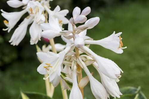 Hello Garden Hosta 'Great Expectations' vaste plant - afbeelding 2