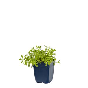 Hello Garden Hosta 'Great Expectations' vaste plant - afbeelding 1