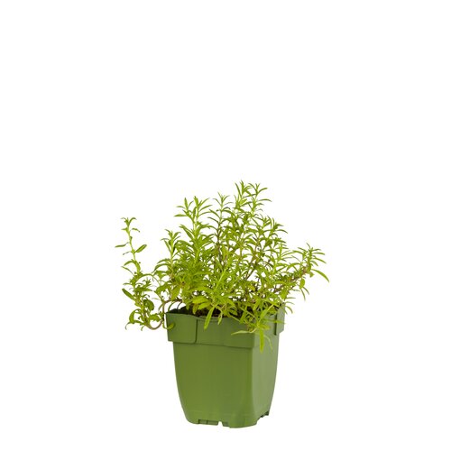 Satureja montana, in 11cm-pot