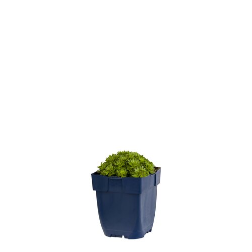 Saxifraga (A) 'Purpurteppich', in 11cm-pot