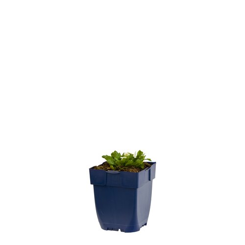 Hello Garden Hosta 'Night Before Christmas' vaste plant