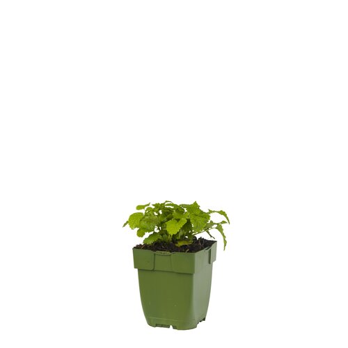 Melissa officinalis, in 11cm-pot - afbeelding 1