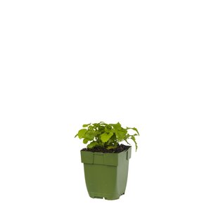 Melissa officinalis, in 11cm-pot - afbeelding 1