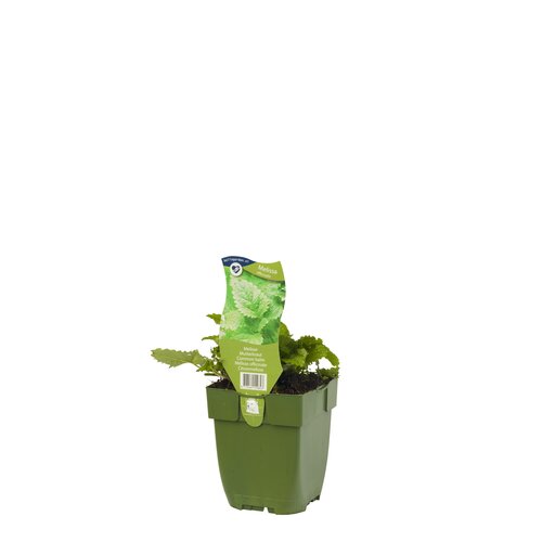 Melissa officinalis, in 11cm-pot - afbeelding 2