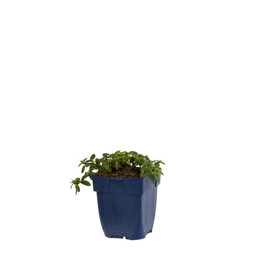 Hello Garden Hosta 'Patriot' vaste plant