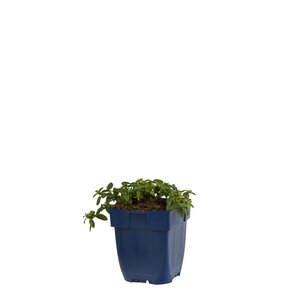 Hello Garden Hosta 'Patriot' vaste plant