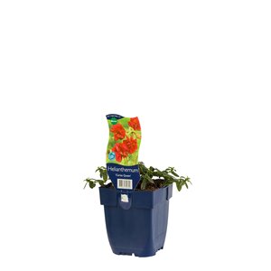 Hello Garden Hosta 'Patriot' vaste plant - afbeelding 2