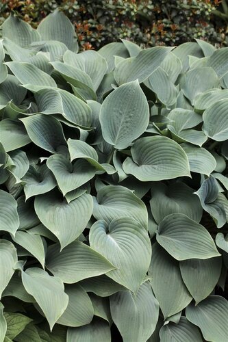 Hello Garden Hosta sieboldiana Elegans vaste plant - afbeelding 2