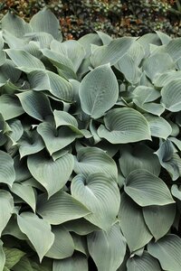 Hello Garden Hosta sieboldiana Elegans vaste plant - afbeelding 2
