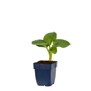 Hello Garden Hosta sieboldiana Elegans vaste plant - afbeelding 1