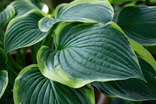 Hello Garden Hosta sieboldiana Frances Williams vaste plant