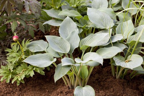 Hello Garden Hosta tardiana Halcyon vaste plant - afbeelding 2