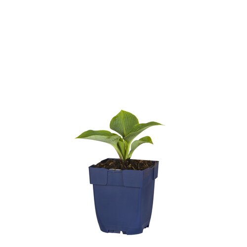 Hello Garden Hosta tardiana Halcyon vaste plant - afbeelding 1