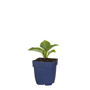 Hello Garden Hosta tardiana Halcyon vaste plant - afbeelding 1
