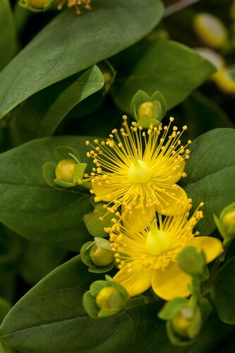 Hello Garden Hypericum calycinum bodembedekker - afbeelding 2