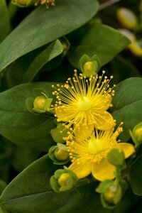 Hello Garden Hypericum calycinum bodembedekker - afbeelding 2