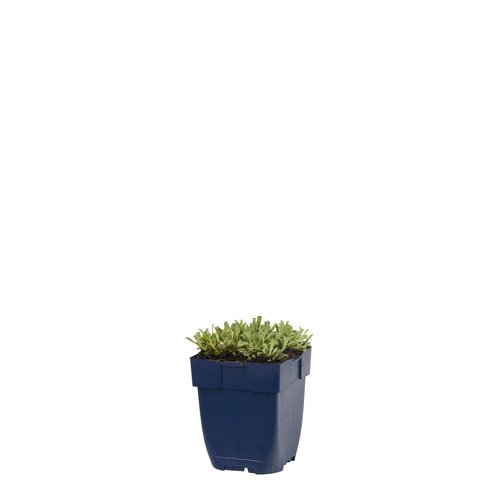 Hello Garden Hypericum calycinum bodembedekker - afbeelding 1