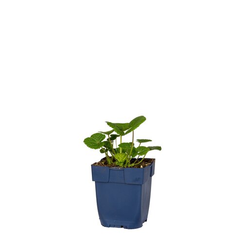 Hello Garden Hypericum calycinum bodembedekker - afbeelding 1