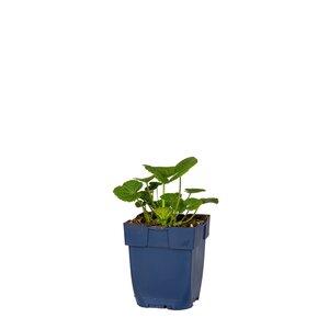 Hello Garden Hypericum calycinum bodembedekker - afbeelding 1