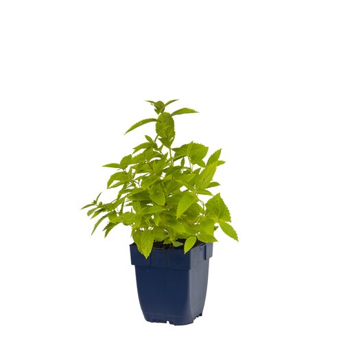 Hello Garden Hypericum olympicum vaste plant