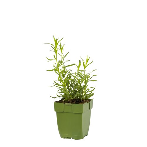 Artemisia dracunculus, in 11cm-pot