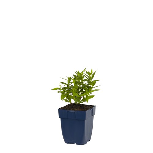 Lythrum sal. 'Dropmore Purple', in 11cm-pot