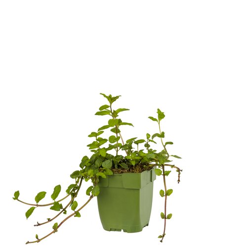 Mentha pip. 'Chocolate', in 11cm-pot