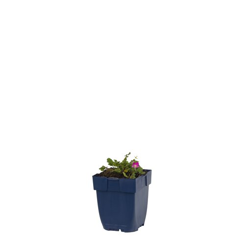 Erodium var. 'Bishop's Form', in 11cm-pot