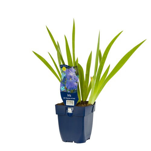 Hello Garden Iris germanica Empress of India vaste plant