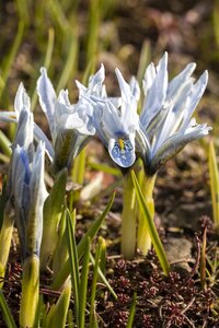 Hello Garden Iris (Germanica) 'Helge' vaste plant - afbeelding 1