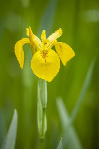 Hello Garden Iris (Germanica) 'Helge' vaste plant - afbeelding 2