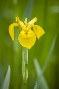 Hello Garden Iris (Germanica) 'Helge' vaste plant - afbeelding 2