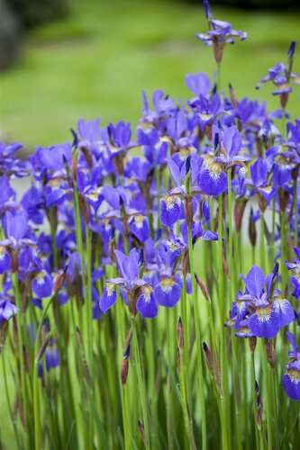 Hello Garden Iris (Germanica) 'Helge' vaste plant - afbeelding 3