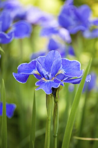 Hello Garden Iris (Germanica) 'Helge' vaste plant - afbeelding 5