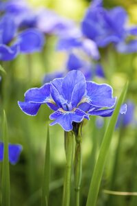 Hello Garden Iris (Germanica) 'Helge' vaste plant - afbeelding 5